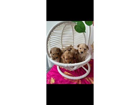 Maltipoo yavrularımız