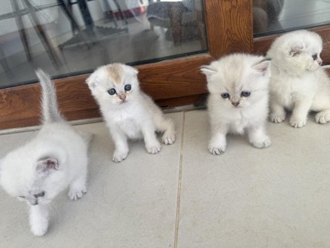Anne baba şecereli dışı ve erkek yavrular