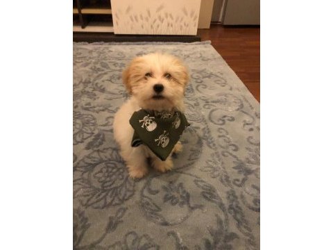 Yavru maltese terrier
