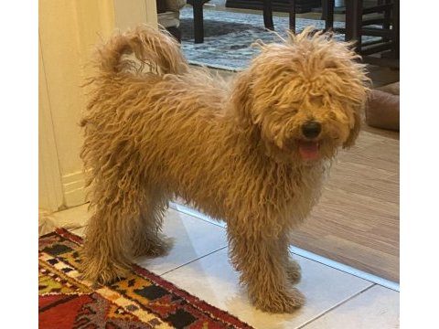 Güzel poodle kızımız