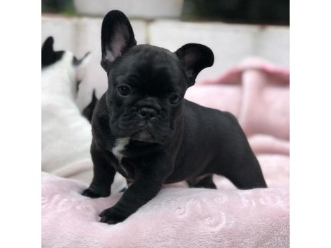 French bulldog yavruları