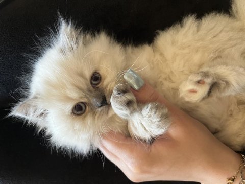 British longhair dişi
