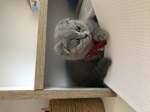 Scottish fold kedisi