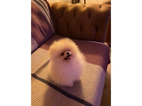 6 aylık kız ayı surat pomeranian