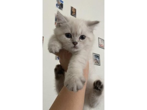 British shorthair yavrular