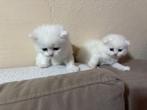 British shorthair yavrularımız