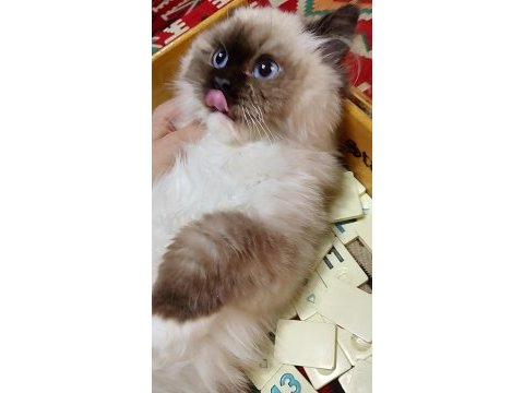 Ragdoll seal mitted erkek yavrum ailesini arıyor