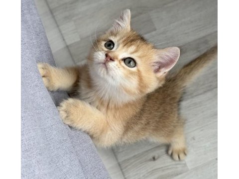 Ny11 safkan british shorthair golden bebek
