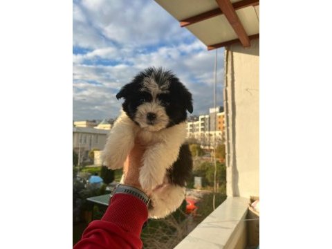 Maltipoo bebekler