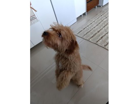 Toy poodle ve maltipoo köpeklerimizi sahiplendirme