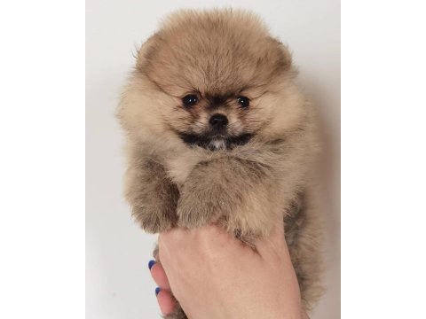 Sevimli pomeranian yavruları