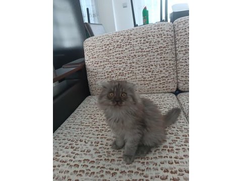 British longhair erkek yavrumuz