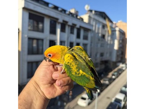 Yavru güneş konur papağanı