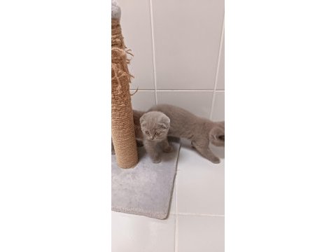 Safkan british ve scottish fold yavrular