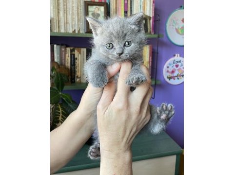 Sahiplendirme british shorthair