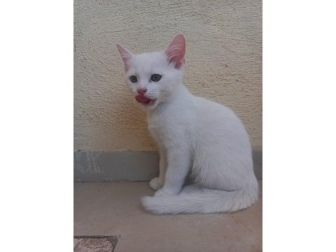 3 adet beyaz yavrular
