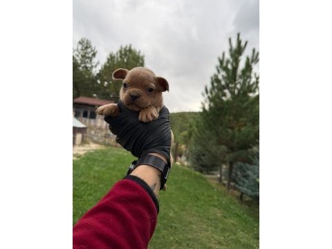 Blue tan french bulldog yavrular