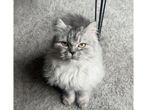 British longhair kedimiz