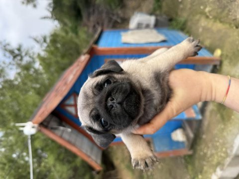 Pug bebeklerimiz