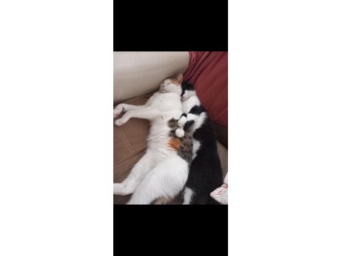 9 aylık dişi sevgi dolu kısır kedimiz için yuva