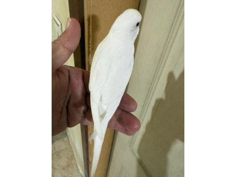 29 günlük albino dişi bebek muhabbet kuşu