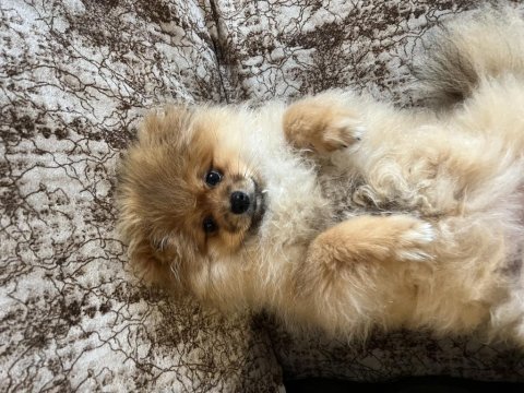 Pomeranian köpeğimiz 7 aylık
