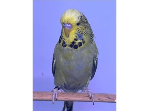 Bebek jumbo ve show jumbo muhabbet kuşlar