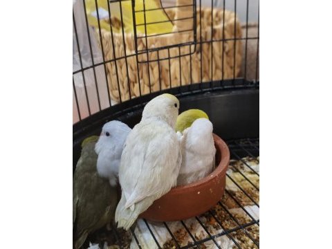 El besleme bebekler yeme düştü forpus