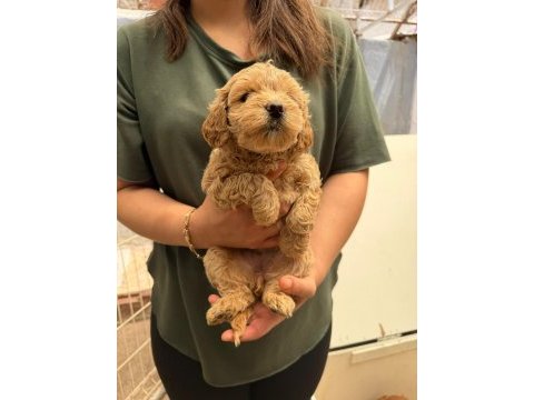 Teslime hazır maltipoo yavrularımız