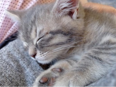 British shorthair erkek