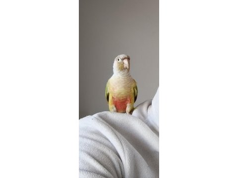 Pineapple conure