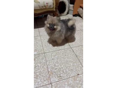 Pomeranian yavrularımız