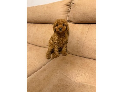 Orjinal toy poodle yavruları aşılı yasal satış belgeli