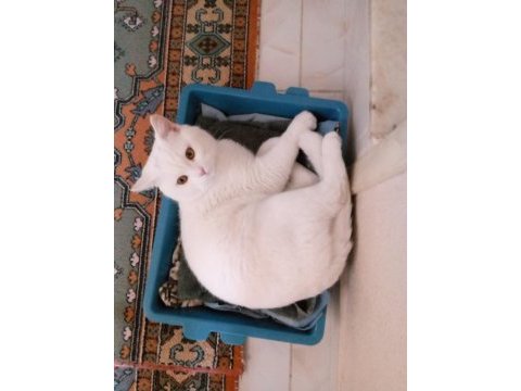 Acil sahiplendirme kedimiz