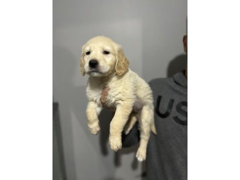 Golden retriever yavrular