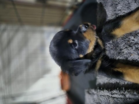 Extrim 2 aylik dişi rottweiler