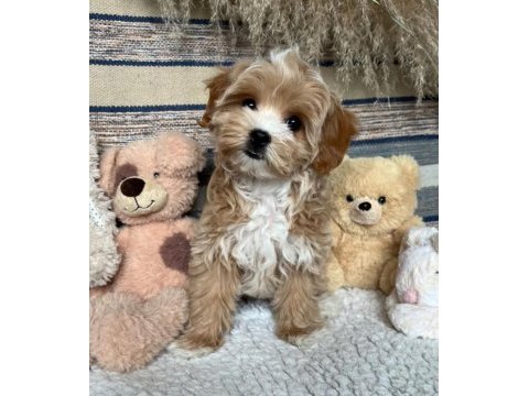 Mükemmel kalite maltipoo bebekler