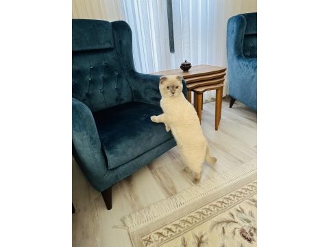 Scottish fold ömürlük yuvasını arıyoruz