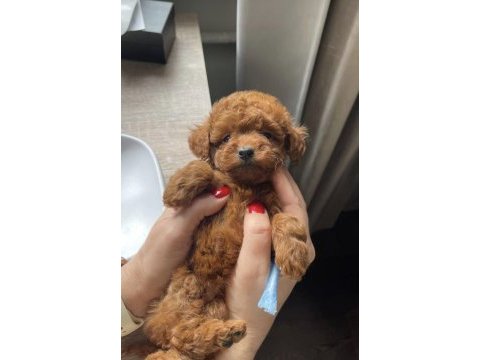Toy poodle bebekler kore