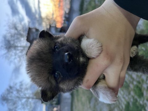Akita yavruları