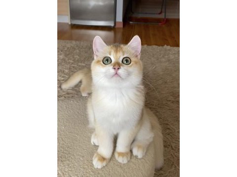 Şecereli british shorthair golden erkek yavru
