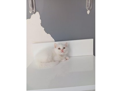 Beyaz saf kan british shorthair kedimiz