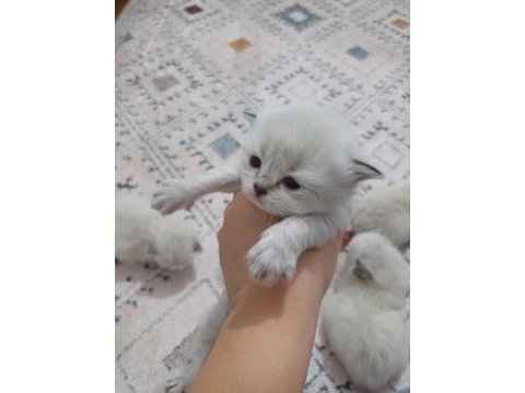 Safkan british longhair silver point yavrular