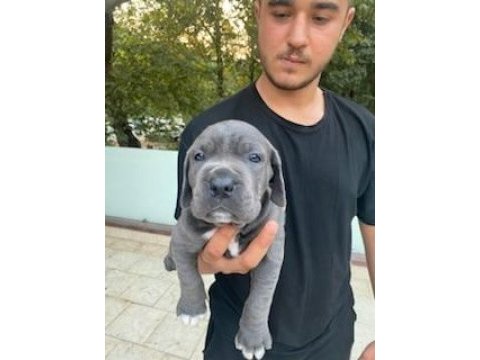 Üretim çiftliğimizden üst kalite cane corso yavrular