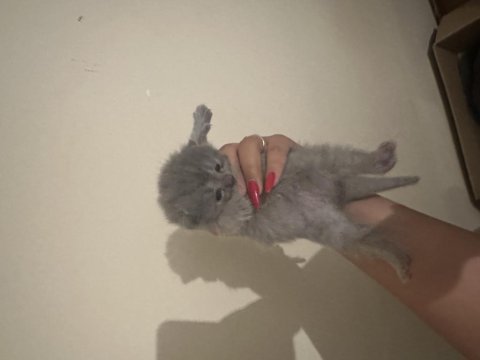 Scottish fold kedilerimiz