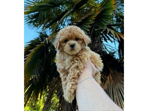 Ayıcık surat light apricot toy poodle bebeğim