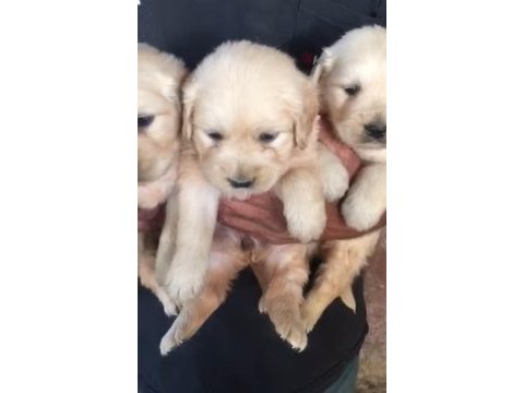 Golden retriever köpeği yavrular