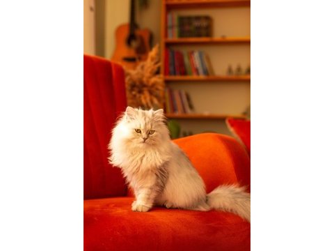 11 aylık kızıma çiftleştirmek için erkek kedi arıyorum