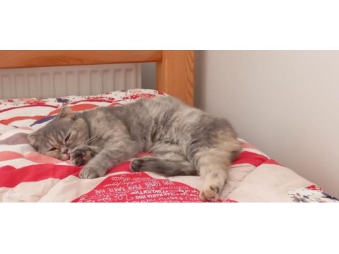 7 aylık scottish fold bebek için yuva aranıyor