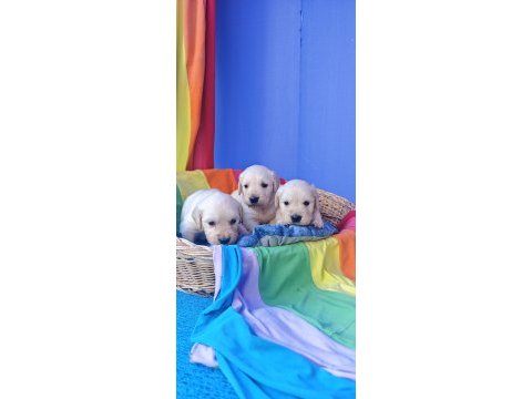 Bebek yüz orjinal gerçek golden retriever yavrular